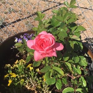 Meet your Posher, Evanne